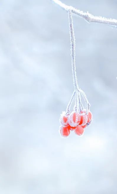 冬至養(yǎng)生，補對一天，體順一年！